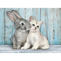 CLEMENTONI CB HQC Cat and