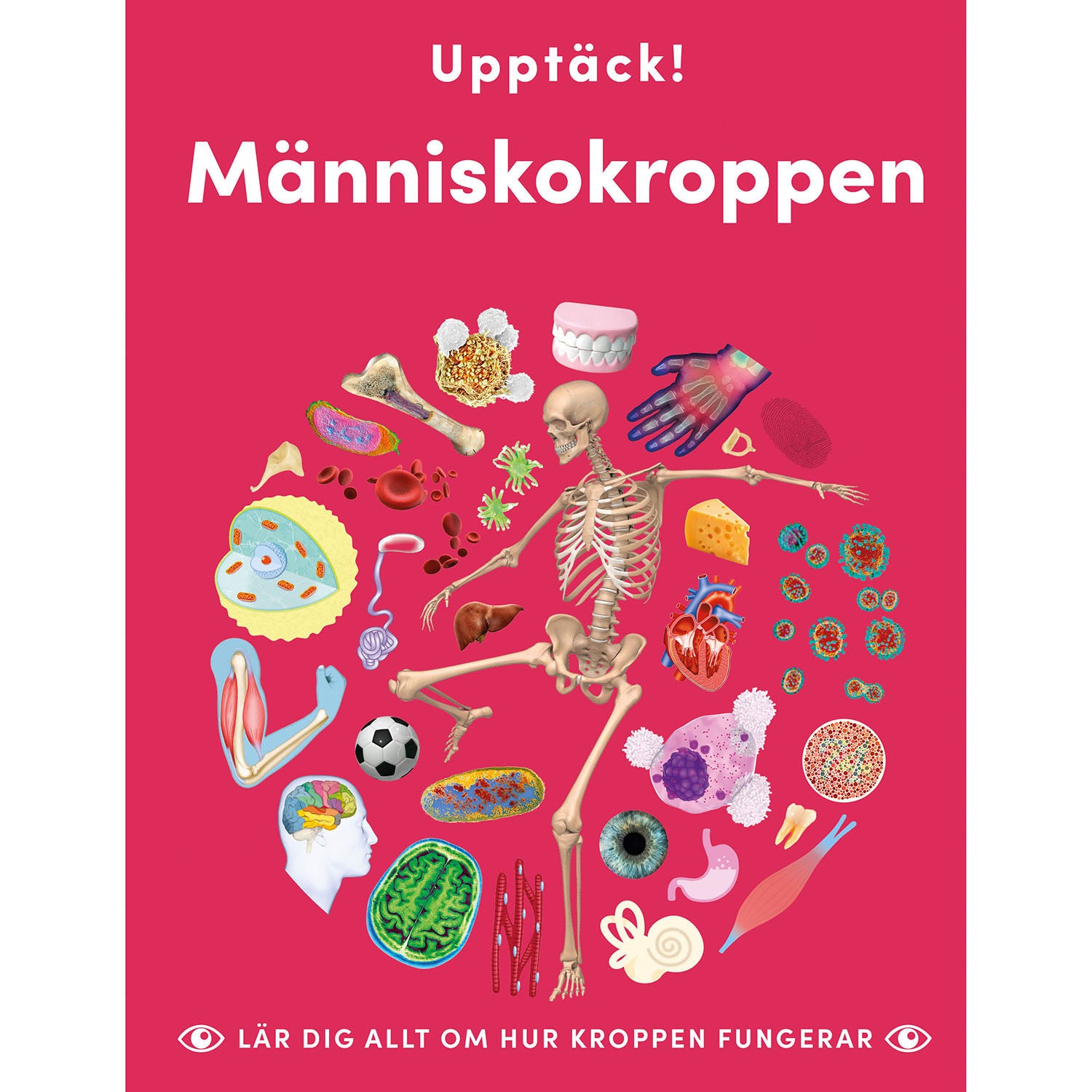 LIND & CO Upptäck människokroppen : lär